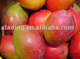 Mango extract powder