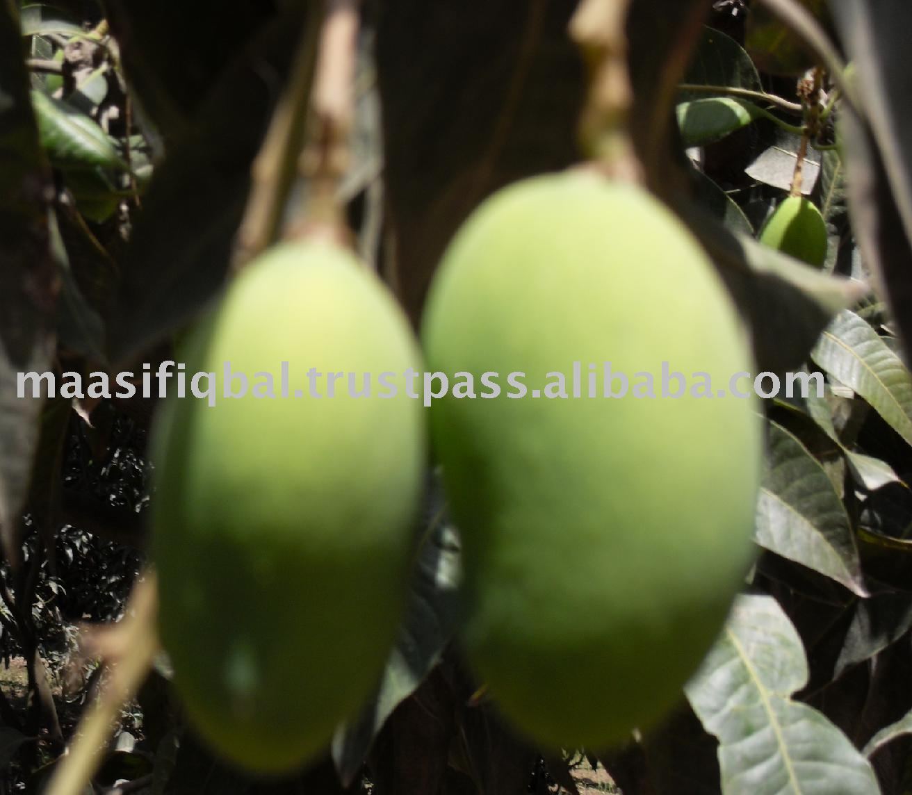 Pakistani Fresh Sindhri Mango Available Now