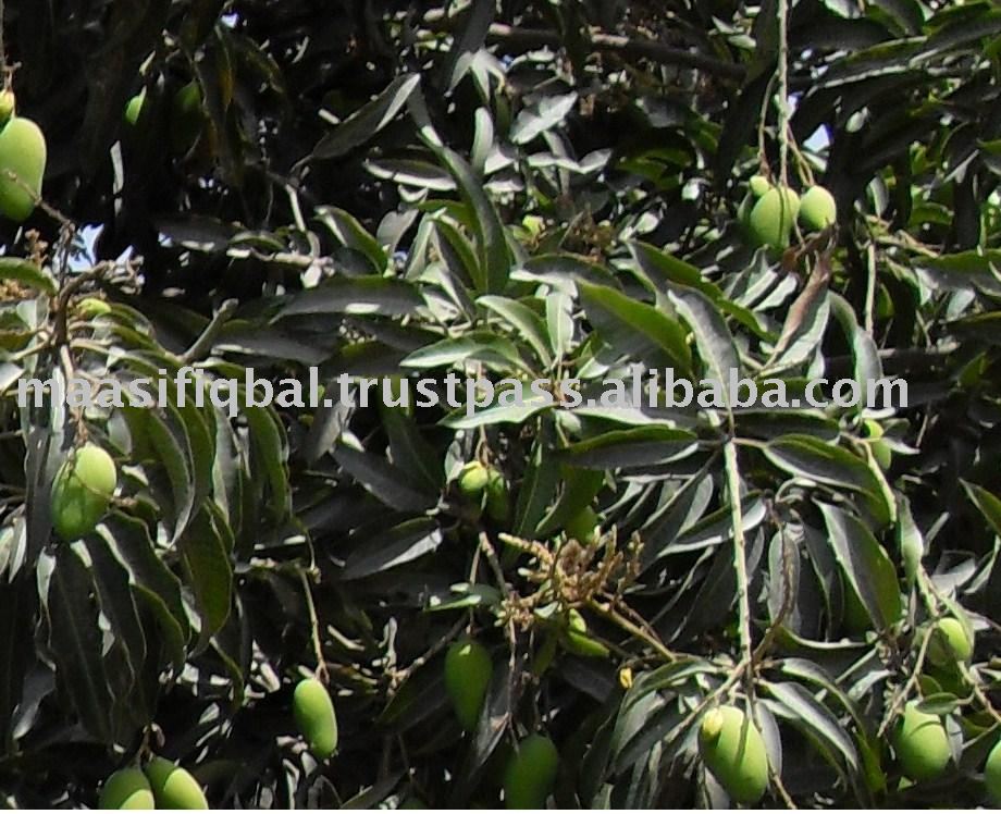 Fresh Pakistani Mango