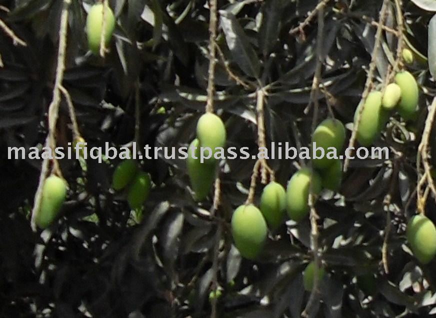 Fresh Sweet Mango from Pakistan Now Available