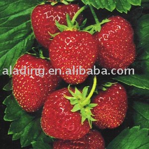 Strawberry powder