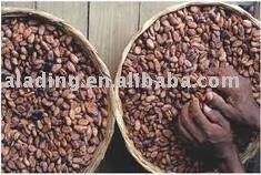 Cocoa powder