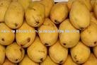 Indian yellow mango