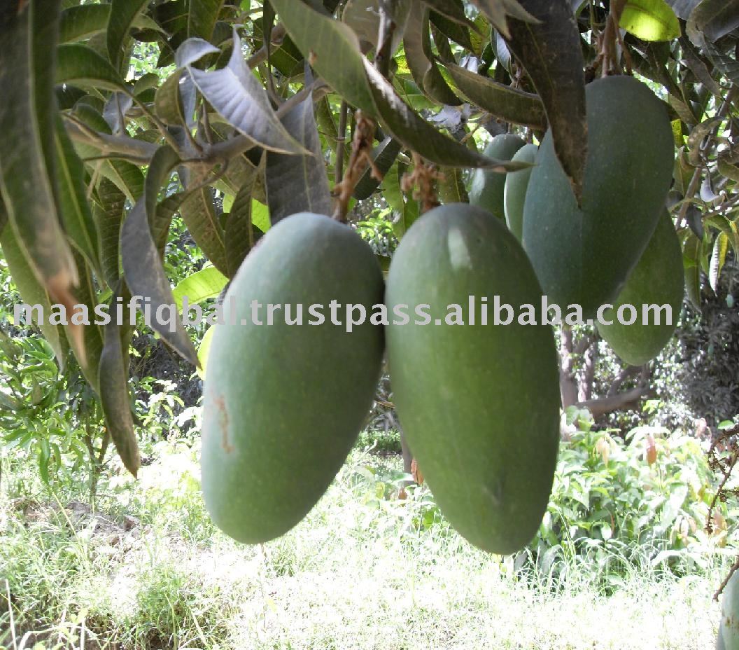 Green Chaunsa Mango Now available