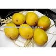 Fresh Alphonso Mango