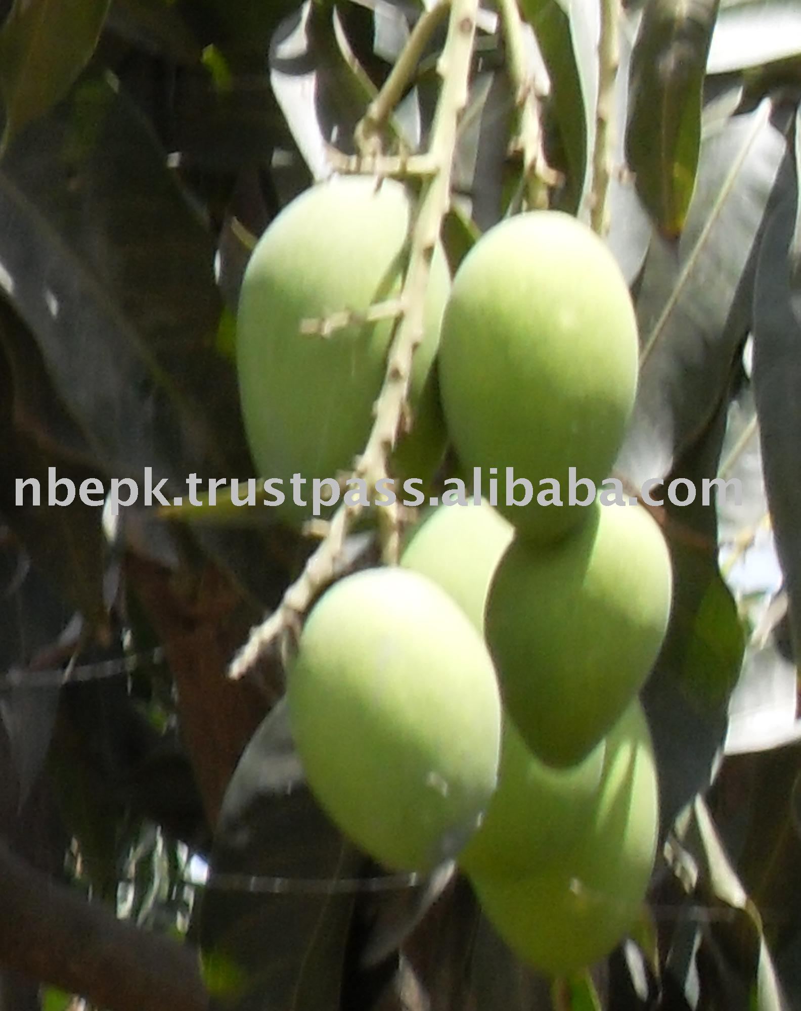 Green, White Chaunsa Mango from Pakistan