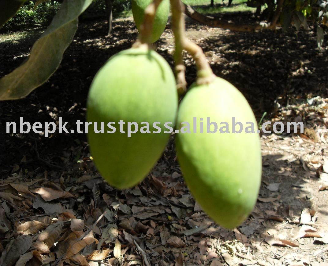 Green Late Chaunsa Mango from Pakistan