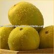 New season frozen mango for exports