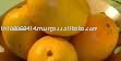 fresh mango from farm for exports