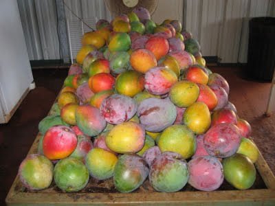 organic mangoes