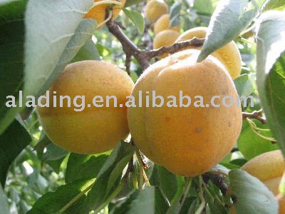 Apricot extract