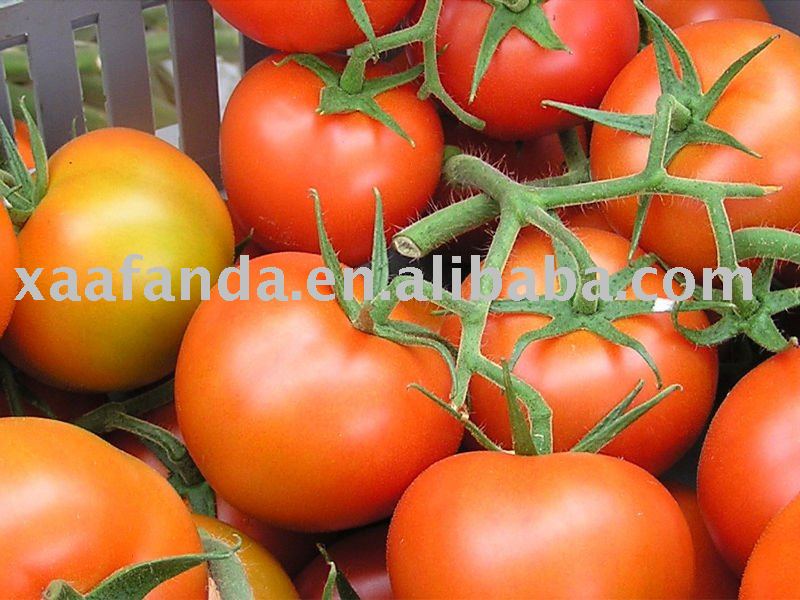 Tomato Juice Powder
