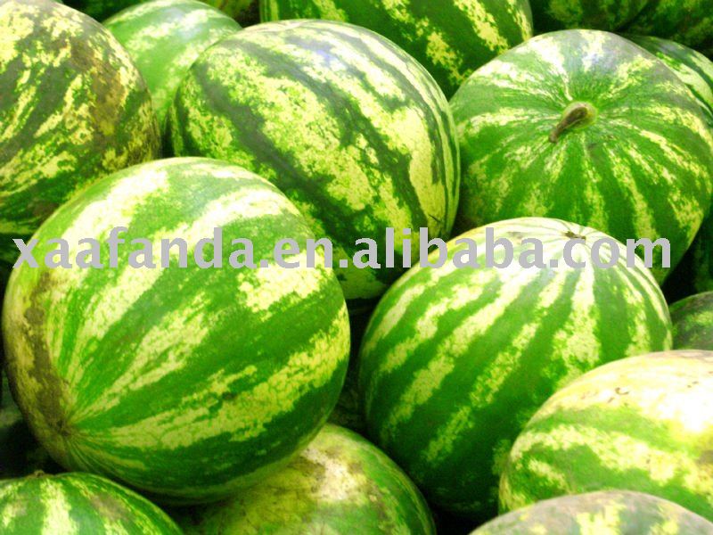  Watermelon  Juice Powder