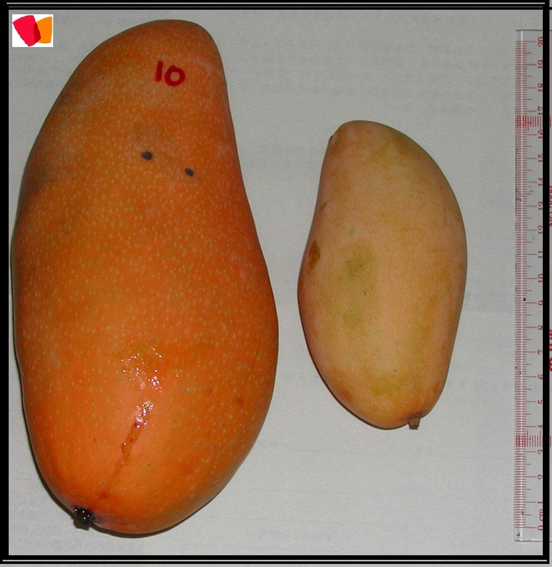 Pakistani Fresh Mango