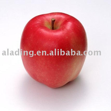 apple extract powder