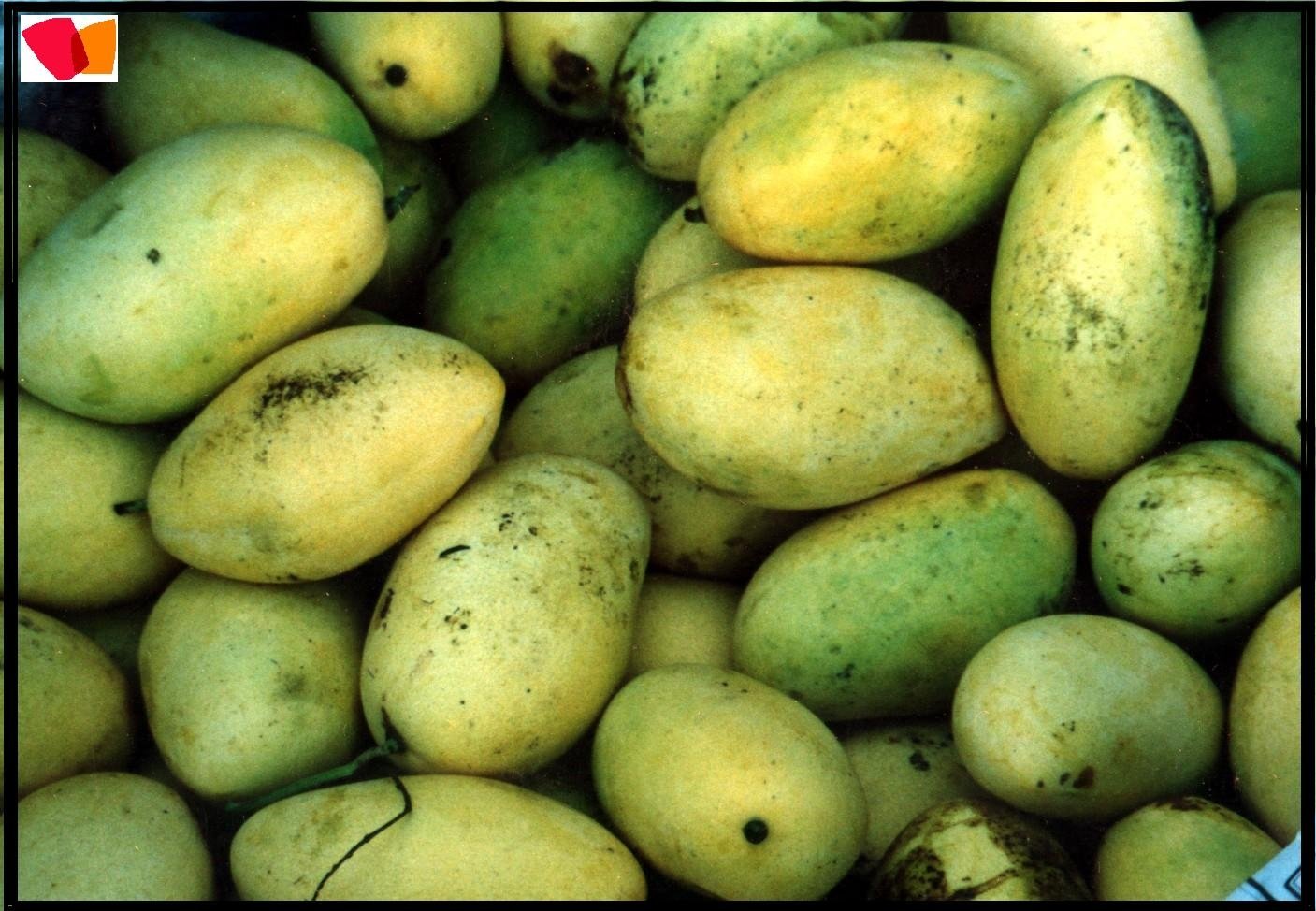 Mango Fruit Sindri