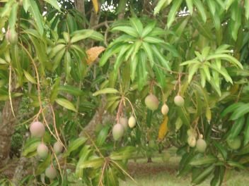 Mango