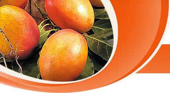  Export   Quality   Mango 