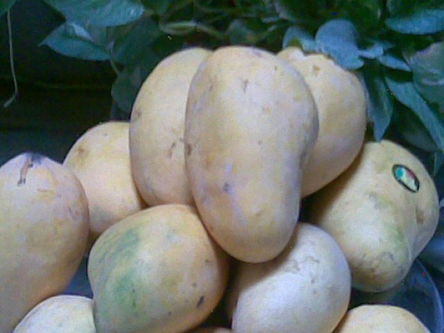High Quality And Fresh Sindhri Mango