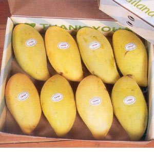 Sweet   Fragrant Sindhri Mangoes  Direct   From  Our Farms