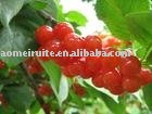 Non alcoholic organic sour cherry fruit juice