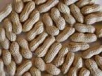 GRADE  A GROUNDNUTS,HAZELNUTS,WALNUTS,PISTACHIO NUTS ALL AVAILABLE FOR SALE Contact