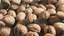 Walnut  seeds , betel  nuts ,  pistachio   nuts   for sale.