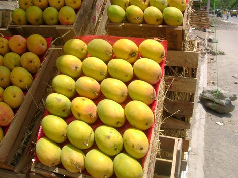  Fresh   MANGO  fruit