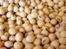 SOY NUTS