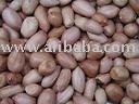 Pea   Nuts   Kernels ,Palm Kernel for sale.