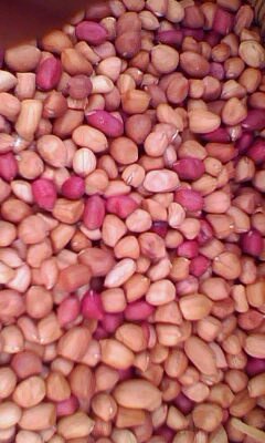  RED  SKIN PEANUTS