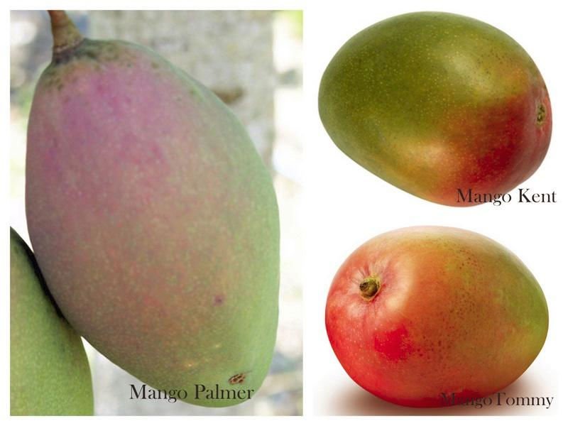Quality of Mango