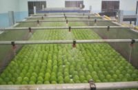 Fresh Alphonso Mango Fruits