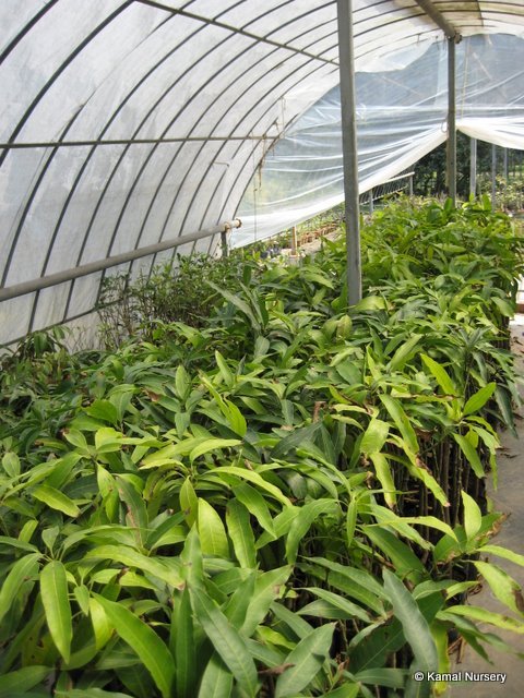  Mango   varieties (Grafted hybrid)