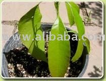 Mango plants
