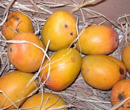  Mango 