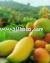 Mangoes - Chausa