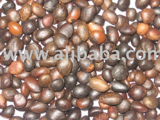 PALM KERNEL OIL