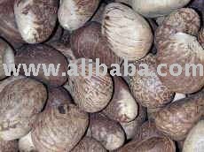 Tagua  Nut s and  Palm   Kernel   Nut s