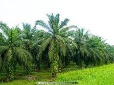 Best Quality Spec cpo ready for exportation