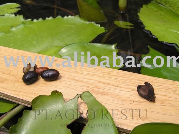 Palm Kernel