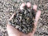 Palm Kernel / coconut Shell