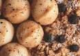 BUSH NUTS