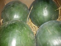 Water Melon