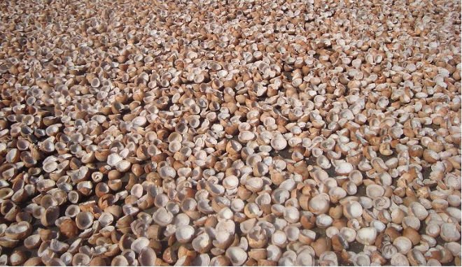 Coconut Split Copra for Oil Extraction