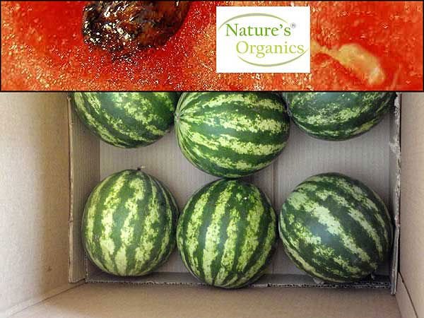 Quetzali or Boston Watermelon