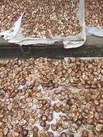 betel nuts