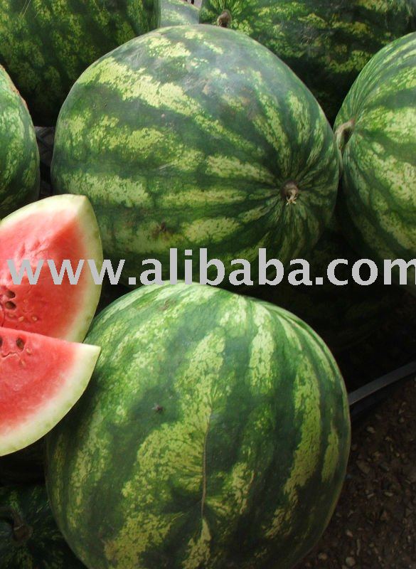 Watermeloncameroon Price Supplier 21food