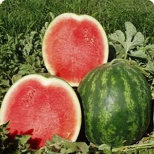 Water melon