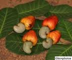 CASHEW SEED